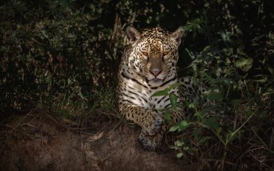 Jaguar adulto descansa entre la vegetación densa de la selva, observando con mirada fija.