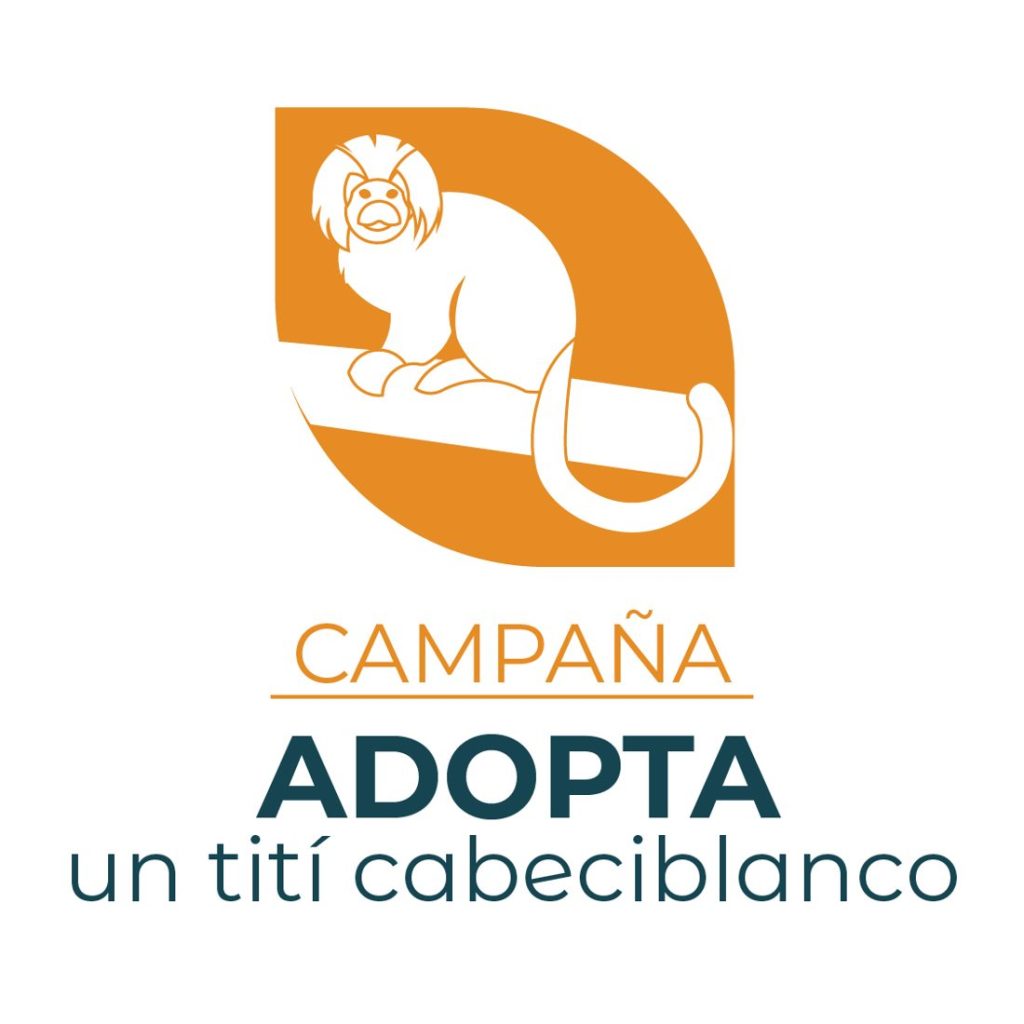 Adopta un Tití Cabeciblanco en Colombia — material visual publicado por Fundación Natura