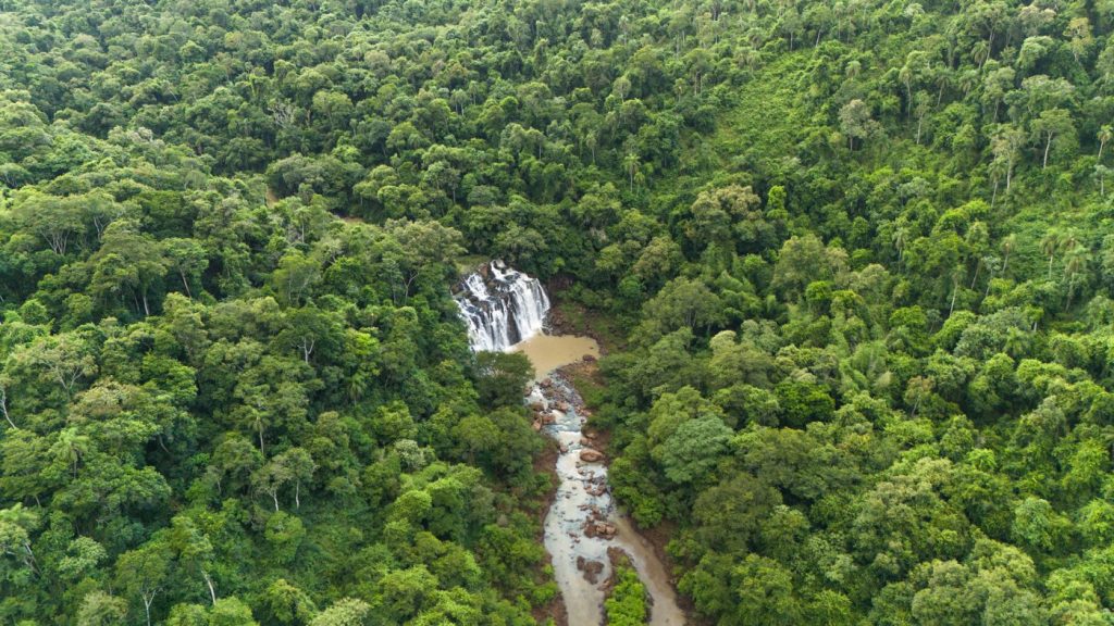 Alto Iguazú: conservación del yaguareté en Misiones — material visual publicado por Rewilding Argentina