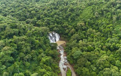 Alto Iguazú: conservación del yaguareté en Misiones — material visual publicado por Rewilding Argentina