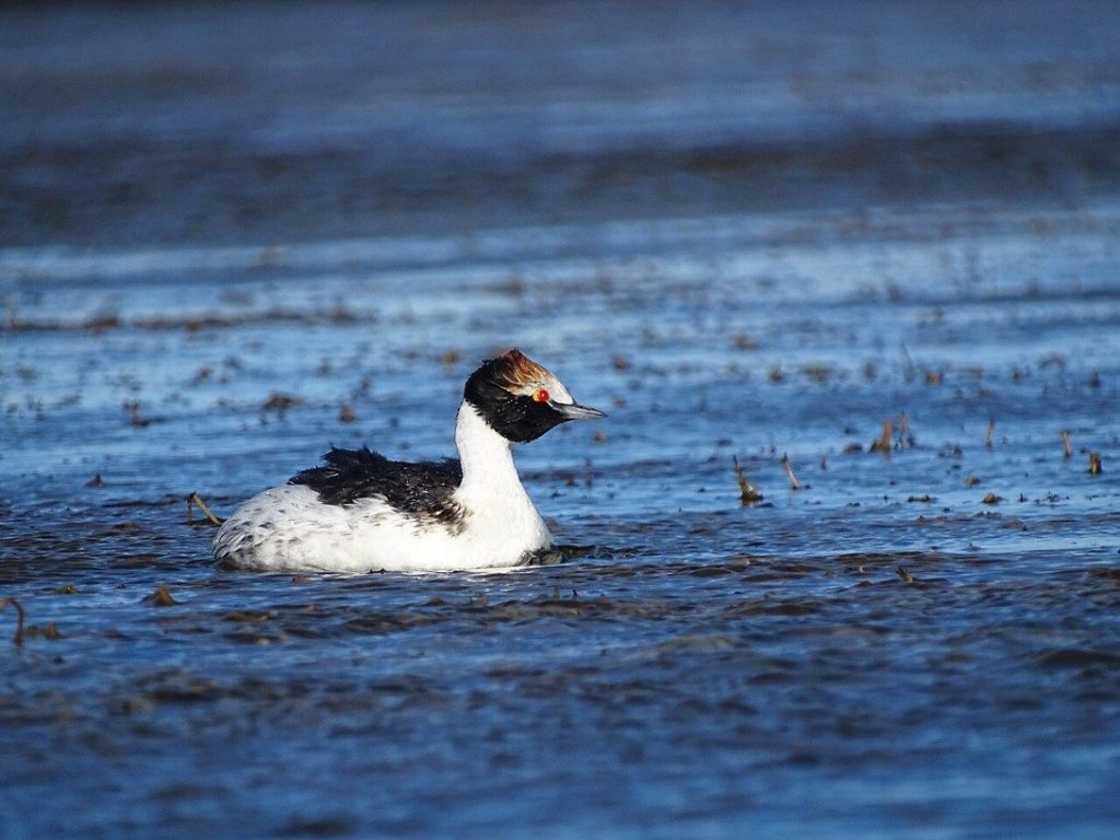 Aves Argentinas y su programa en la Patagonia — material visual publicado por Aves Argentinas