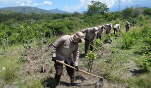 Bosque seco del Huila: una experiencia de restauración — material visual publicado por Fundación Natura