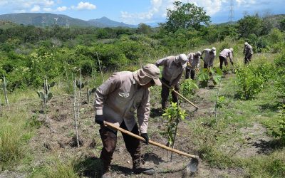 Bosque seco del Huila: una experiencia de restauración — material visual publicado por Fundación Natura