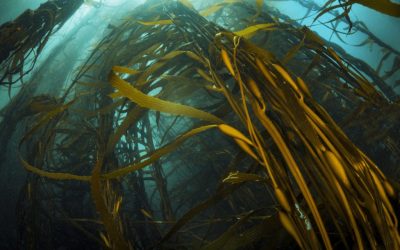 Bosques submarinos: la campaña de Oceana Chile — material visual publicado por Oceana Chile