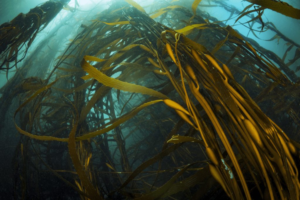 Bosques submarinos: la campaña de Oceana Chile — material visual publicado por Oceana Chile
