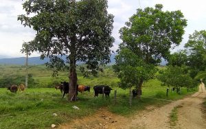 Cadenas productivas para reducir la deforestación — material visual publicado por Fundación Natura