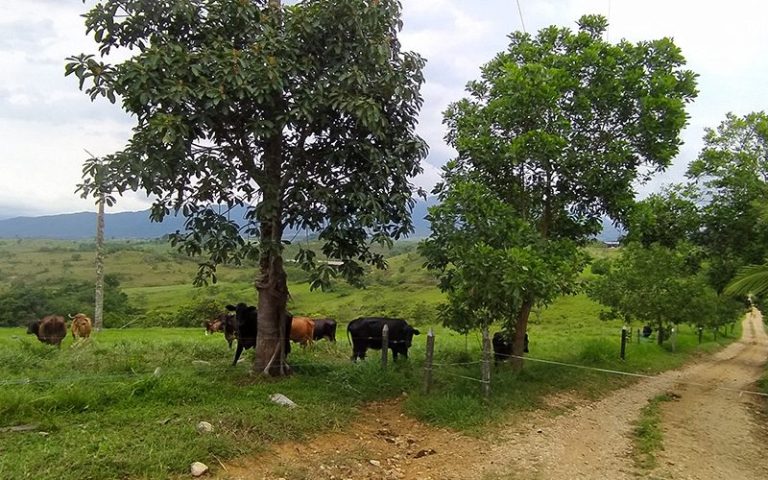Cadenas productivas para reducir la deforestación — material visual publicado por Fundación Natura