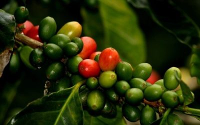 Café bajo sombra y conservación con ProAves — material visual publicado por ProAves