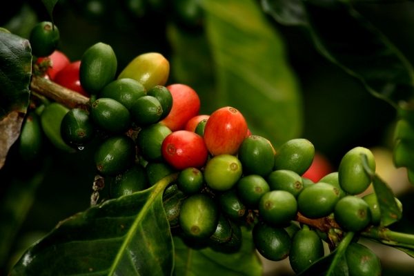 Café bajo sombra y conservación con ProAves — material visual publicado por ProAves