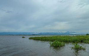 CO2 Humedales: restauración en Colombia — material visual publicado por Fundación Natura