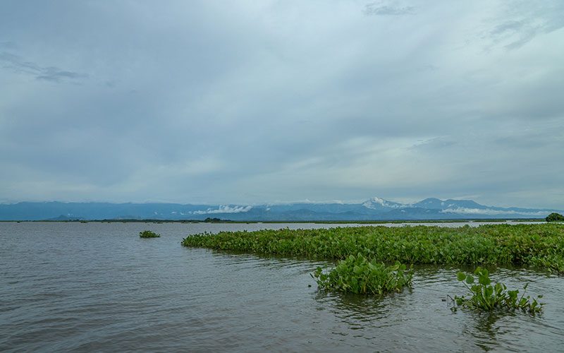 CO2 Humedales: restauración en Colombia — material visual publicado por Fundación Natura