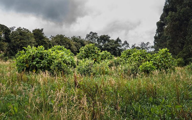 Coberturas de la tierra y acción climática en Colombia — material visual publicado por Fundación Natura