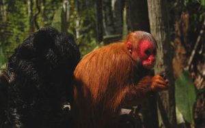 COMFAUNA: intercambio por la fauna amazónica — material visual publicado por Fundación Natura