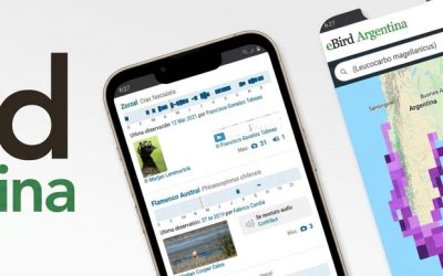 eBird Argentina: registros ciudadanos de aves — material visual publicado por Aves Argentinas