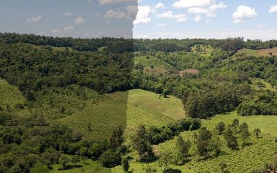 Historias de restauración de la selva misionera — material visual publicado por Vida Silvestre