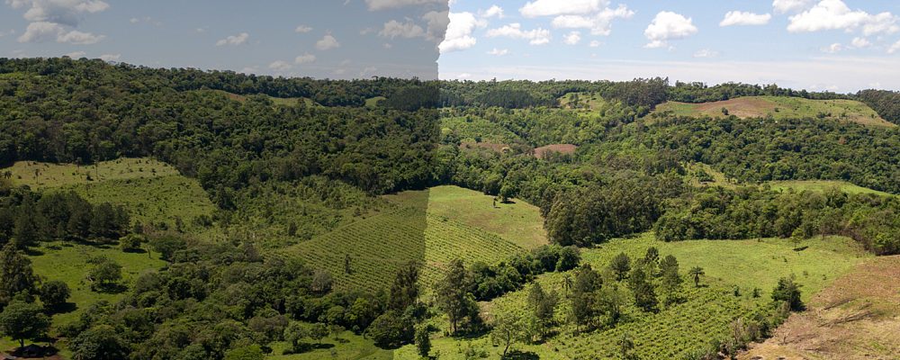 Historias de restauración de la selva misionera — material visual publicado por Vida Silvestre