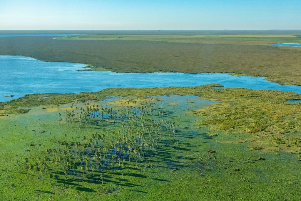 Iberá: el regreso de la fauna a los esteros — material visual publicado por Rewilding Argentina