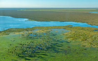 Iberá: el regreso de la fauna a los esteros — material visual publicado por Rewilding Argentina