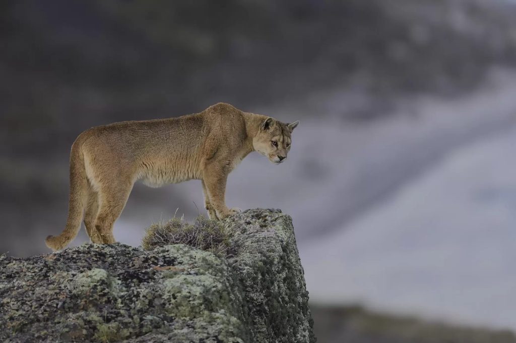 Iniciativa Puma de WWF Chile — material visual publicado por WWF Chile