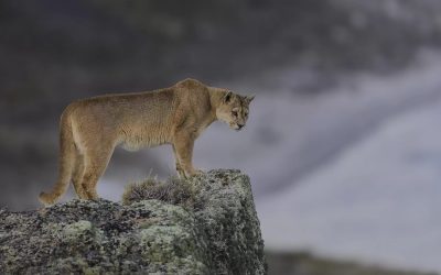 Iniciativa Puma de WWF Chile — material visual publicado por WWF Chile