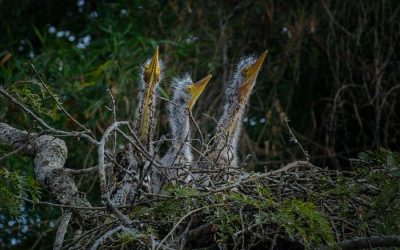 Jaaukanigás: participación por los humedales — material visual publicado por Aves Argentinas