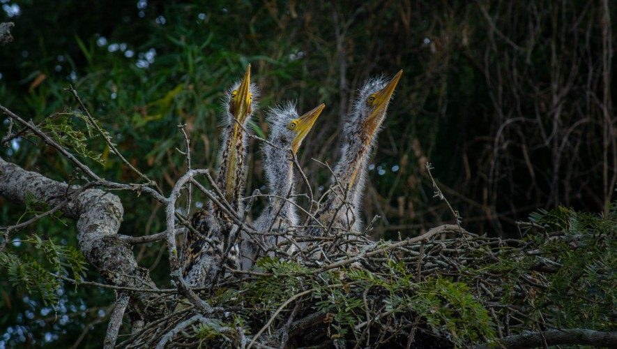 Jaaukanigás: participación por los humedales — material visual publicado por Aves Argentinas