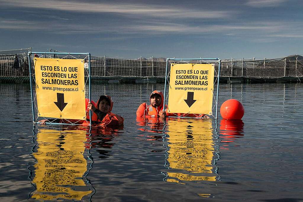 Acción de Greenpeace en instalaciones salmoneras. Foto: Greenpeace.
