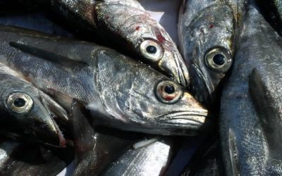 Oceana: recuperación de pesquerías en Chile — material visual publicado por Oceana Chile