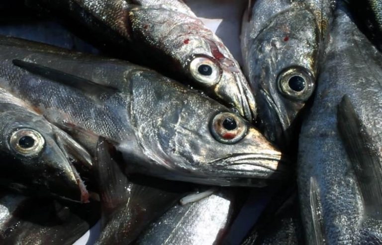 Oceana: recuperación de pesquerías en Chile — material visual publicado por Oceana Chile