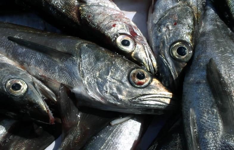 Oceana: recuperación de pesquerías en Chile — material visual publicado por Oceana Chile