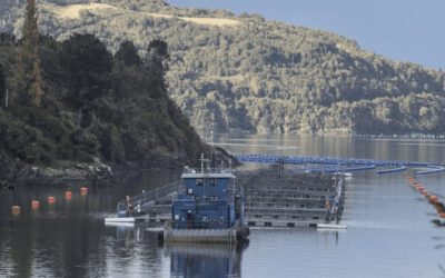 Oceana y la regulación de la salmonicultura — material visual publicado por Oceana Chile
