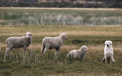 Perros protectores para convivir con la fauna — material visual publicado por Aves Argentinas