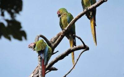 ProAves y la conservación de guacamayas en Colombia — material visual publicado por ProAves