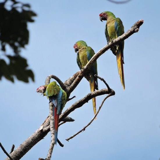 ProAves y la conservación de guacamayas en Colombia — material visual publicado por ProAves