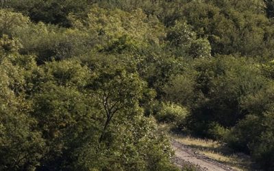 Programa Córdoba de Aves Argentinas — material visual publicado por Aves Argentinas