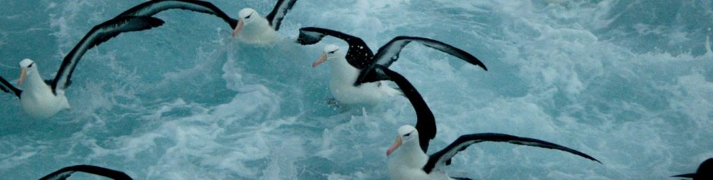 Programa Marino: proteger albatros y petreles — material visual publicado por Aves Argentinas