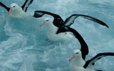 Programa Marino: proteger albatros y petreles — material visual publicado por Aves Argentinas