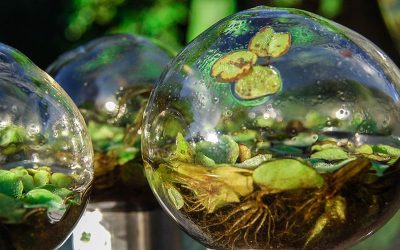 Proyecto Biósfera: arte para pensar el ambiente — material visual publicado por Manos Verdes