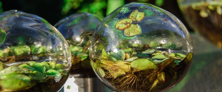 Proyecto Biósfera: arte para pensar el ambiente — material visual publicado por Manos Verdes