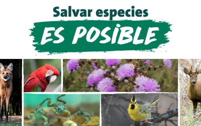 Salvar Especies es Posible con Fundación Temaikèn — material visual publicado por Fundación Temaikèn