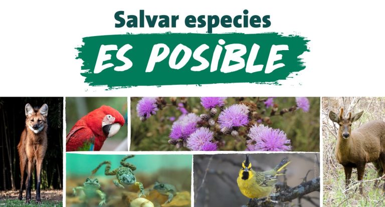 Salvar Especies es Posible con Fundación Temaikèn — material visual publicado por Fundación Temaikèn