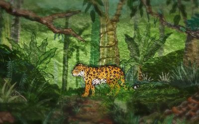 Voces del yaguareté: historias de conservación — material visual publicado por Vida Silvestre